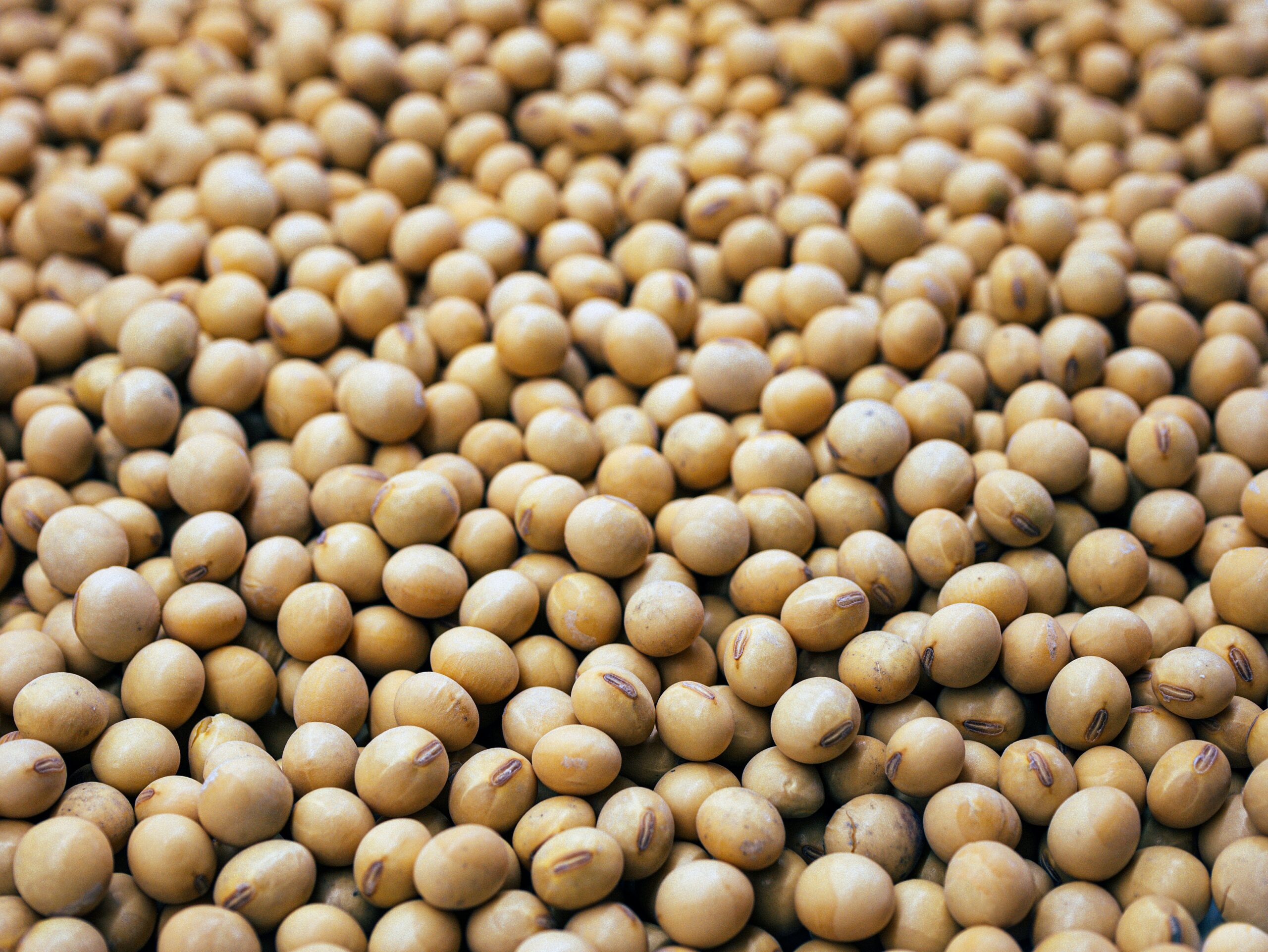 The Relationship Between Soy Products and Endometriosis