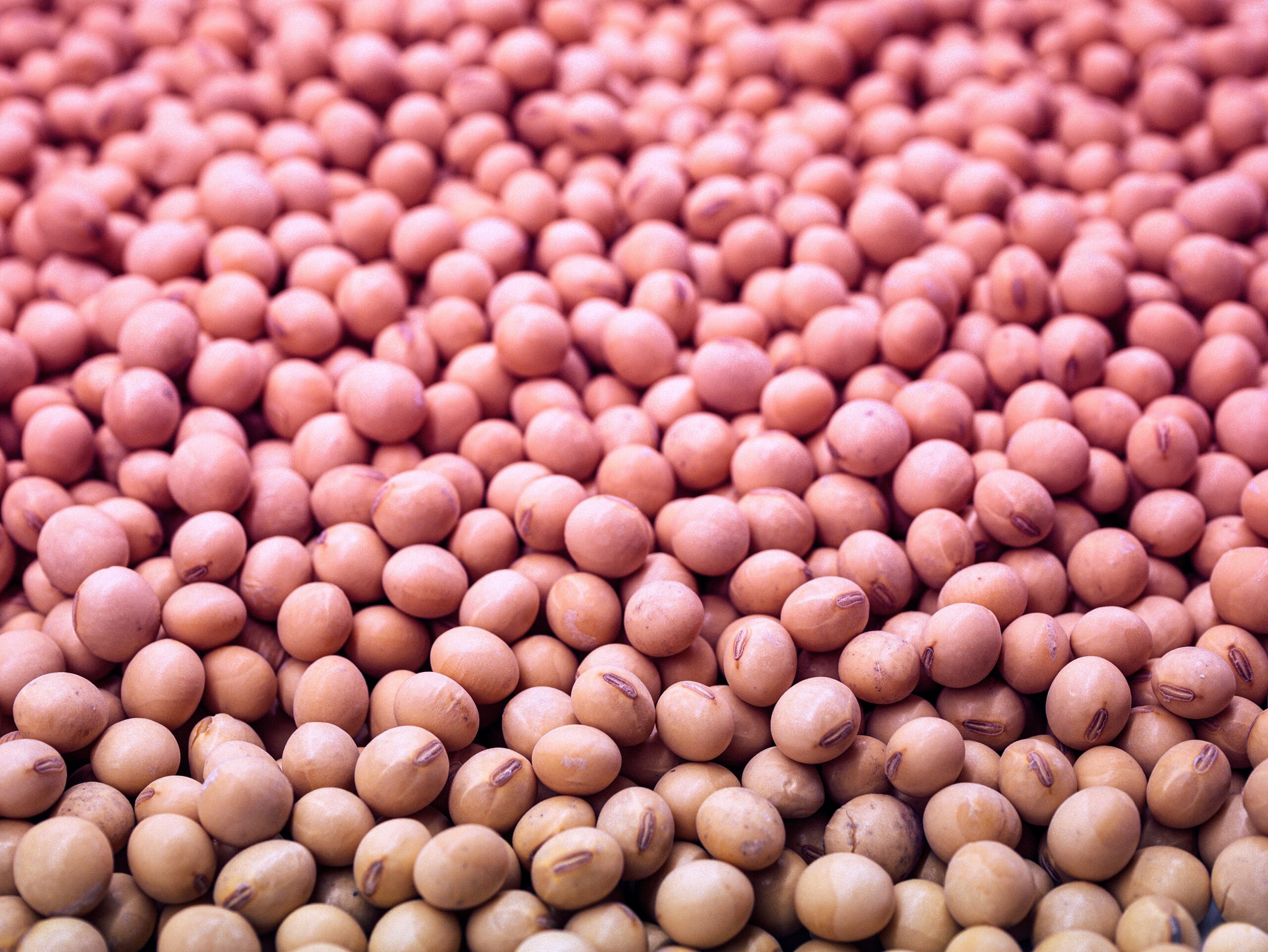 A close-up of raw soybeans, illustrating common questions about soy consumption and its potential impact on endometriosis. - Rachael Haverland Site A close-up of raw soybeans, illustrating common questions about soy consumption and its potential impact on endometriosis.
