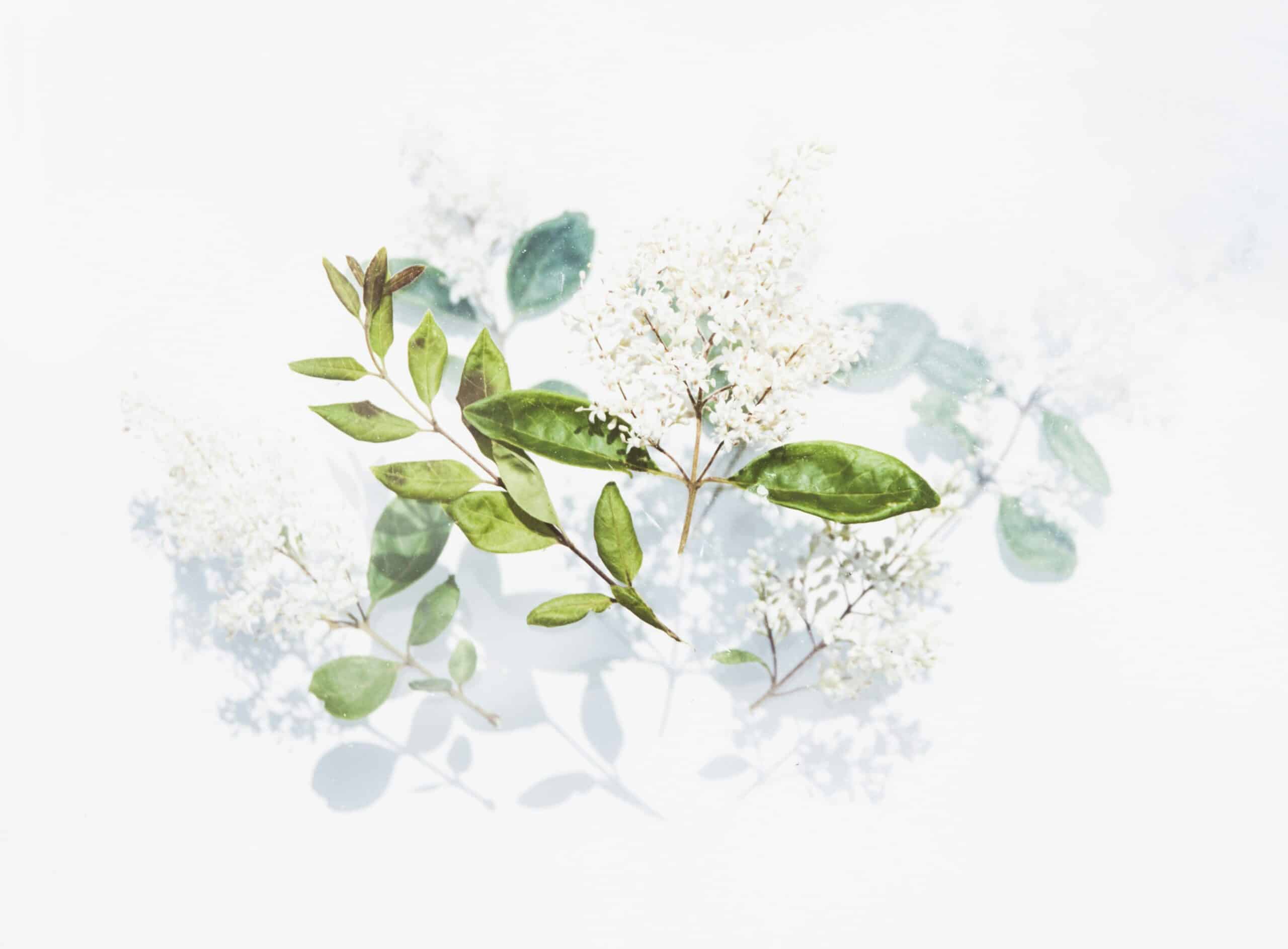 an illustration of different herbs and leaves - Rachael Haverland Site an illustration of different herbs and leaves