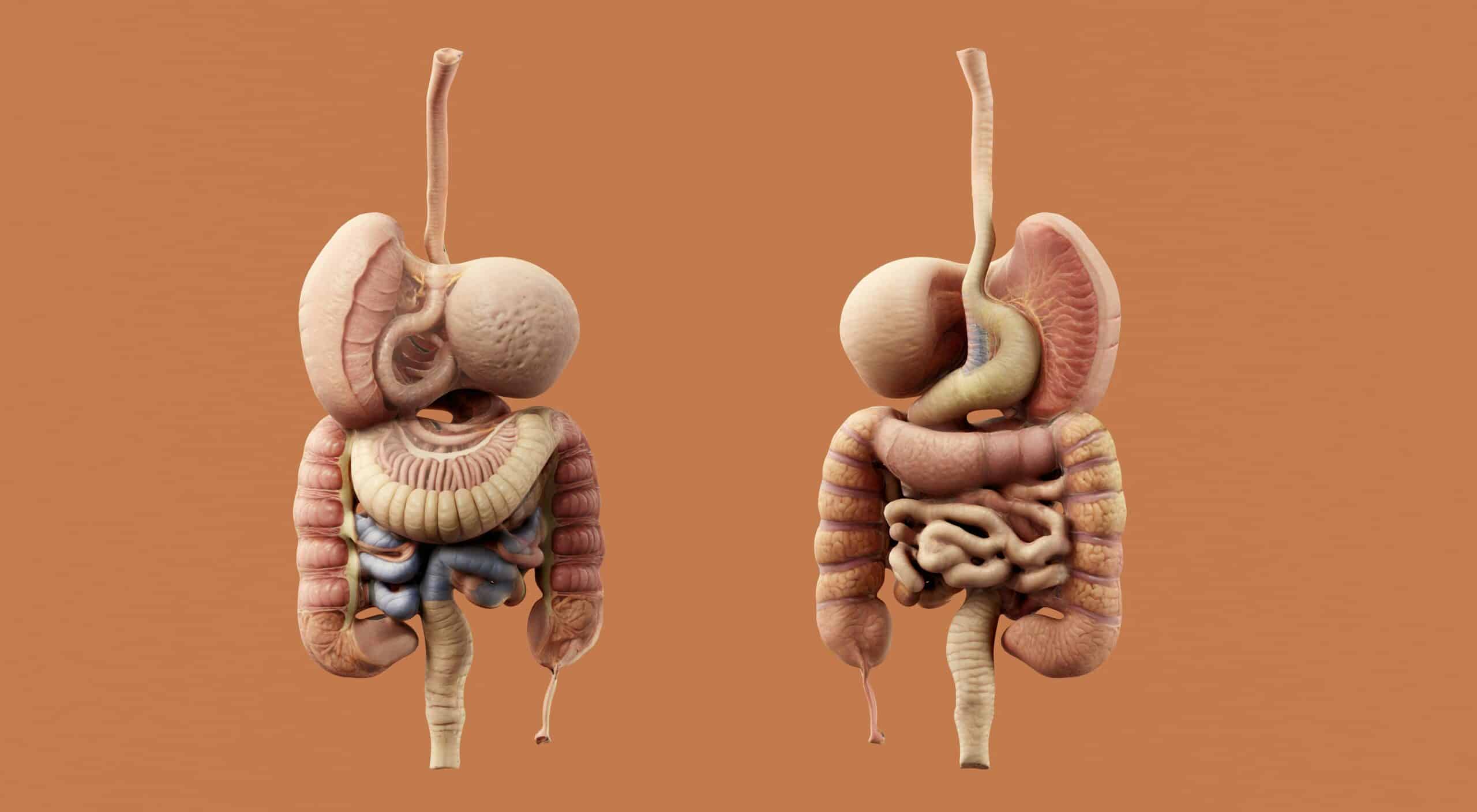 digestive system - Rachael Haverland Site digestive system