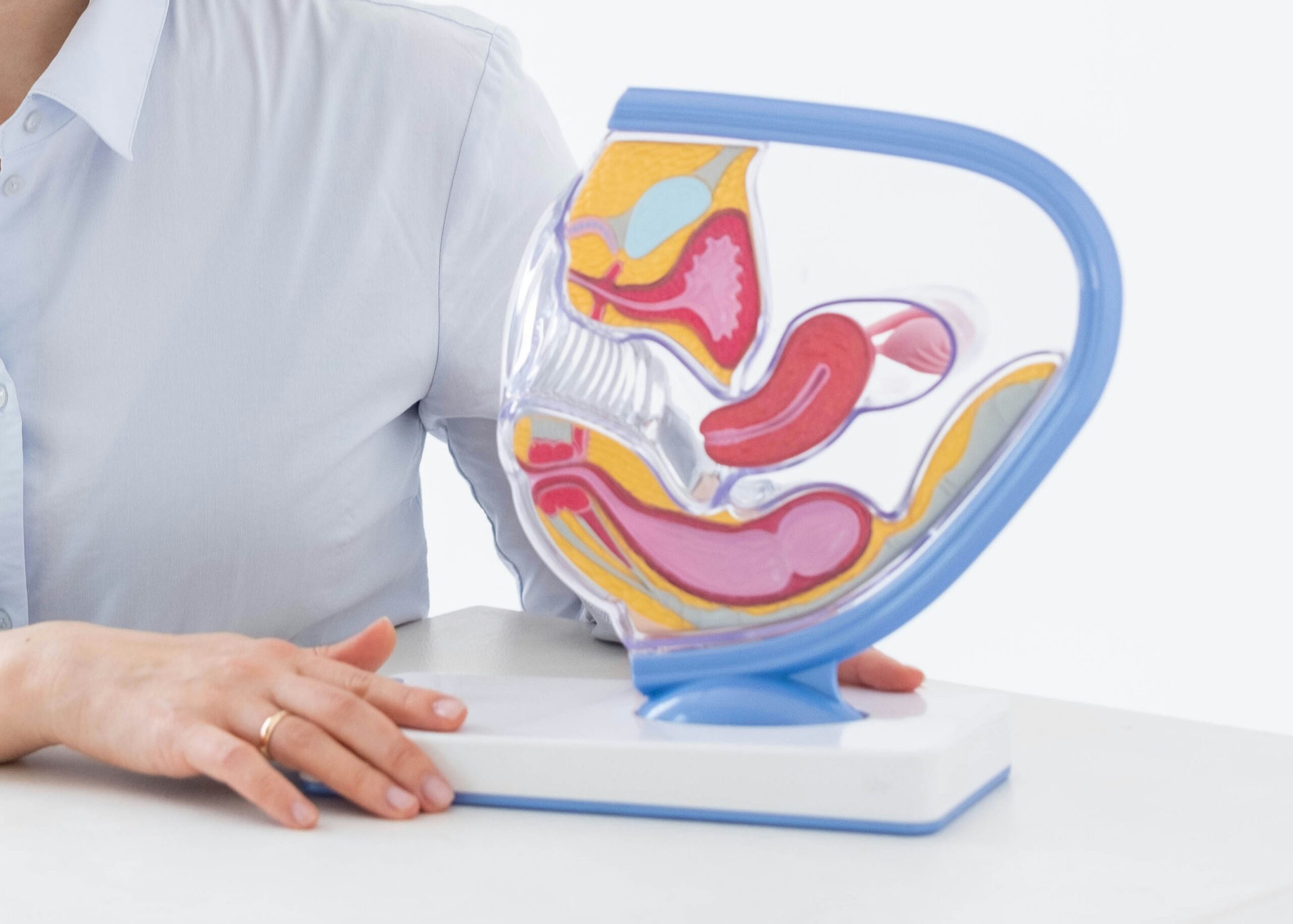 a model of woman reproductive system