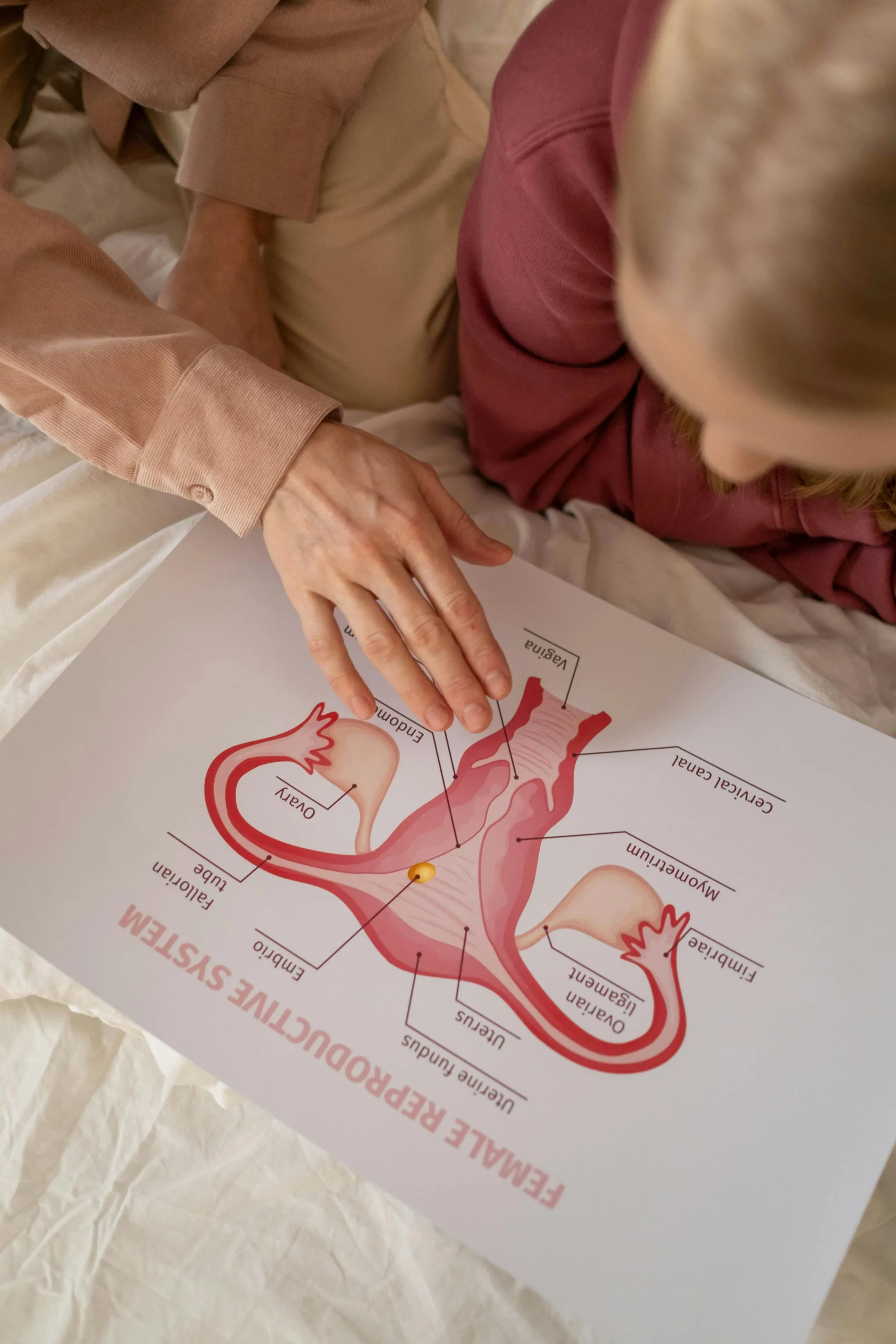 16d787d4 017d 4811 a693 7018b7b56071webp - Rachael Haverland Site A woman with a female reproductive system chart